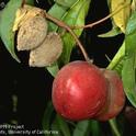 Remove mummies (shown next to ripe fruit) and other diseased plant parts to reduce plant disease spread. [J.K. Clark]