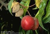 Remove mummies (shown next to ripe fruit) and other diseased plant parts to reduce plant disease spread. [J.K. Clark]