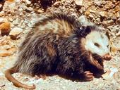 Adult opossum. [L. Fitzhugh]