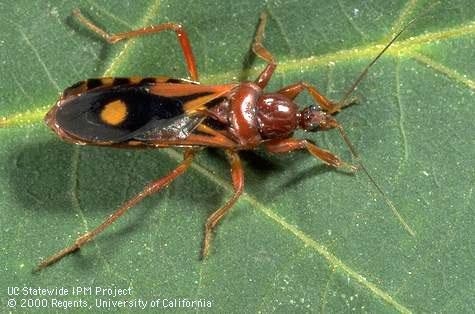 Adult western corsair bugs (Rasahus thoracicus) are insect predators and have a distinct orange spot on each wing. They do inflict a painful bite to humans, but are not blood-suckers.