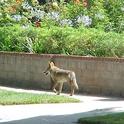 Coyote in suburban neighborhood. [T. Boswell]