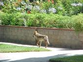 Coyote in suburban neighborhood. [T. Boswell]