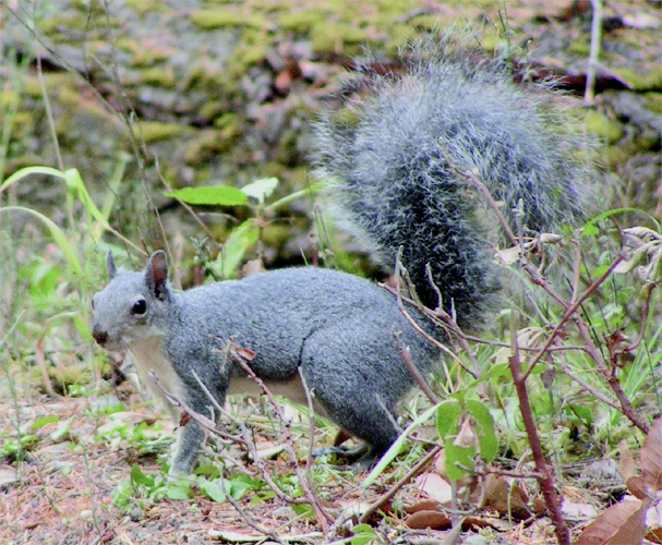 Western gray squirrel. [K.A. Cabrera]