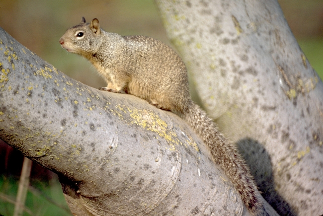 California Ground Squirrel [J.K. Clark]