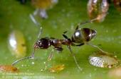 Argentine ant.[J. K. Clark]