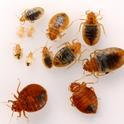 Adults and nymphs of bed bugs.
