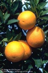 Citrus fruit. [J.K. Clark]