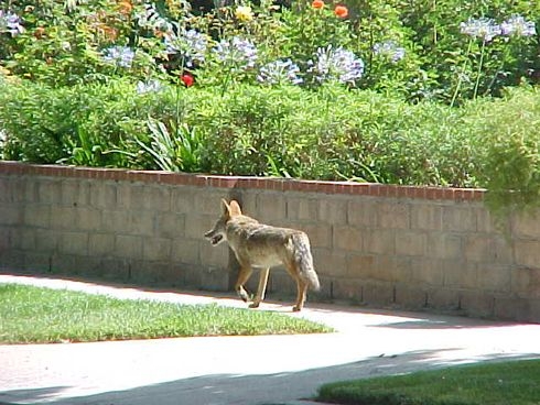 Coyote in residential neighborhood. [T. Boswell]