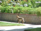 Coyote in residential neighborhood. [T. Boswell]
