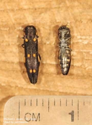 Photo Adult female (left) and male (right) goldspotted oak borers. [Photo by Michael Jones, UC Davis]