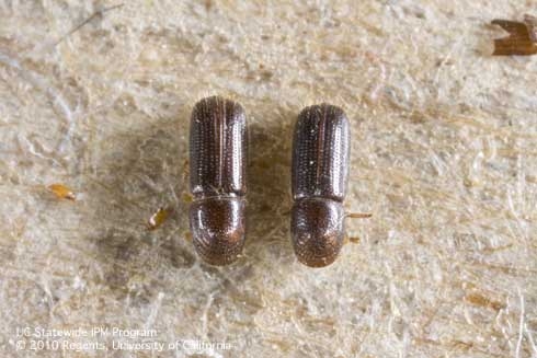 Male (left) and female walnut twig beetles. [L. Strand]
