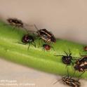 Adults and nymphal instars of bagrada bug. [S.K. Dara]