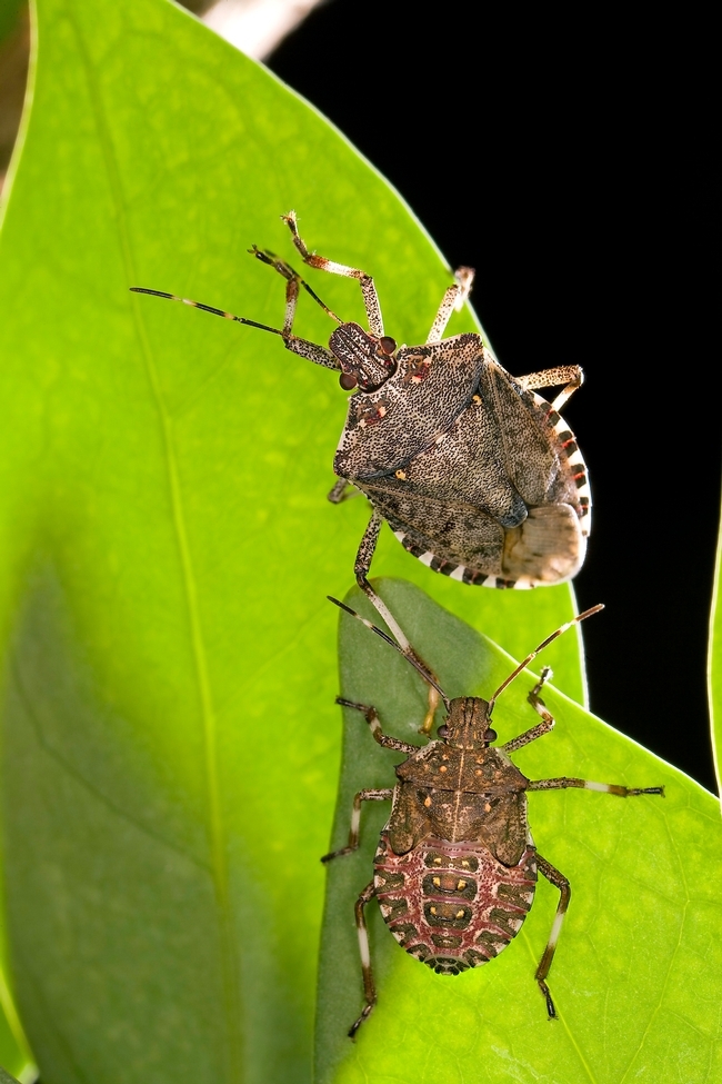 Brown marmorated stink bugs. [USDA]