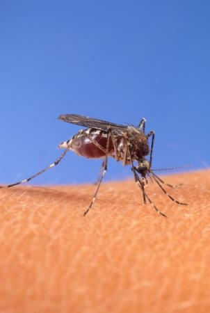 Aedes mosquito on human skin. [USDA]