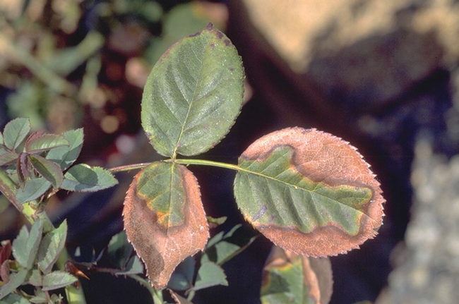 Rose leaves turning brown from drought stress. [J.K.Clark]