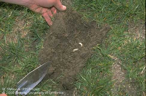 Digging for grubs in lawn. [J.K.Clark]