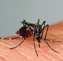 Aedes aegypti adult.
