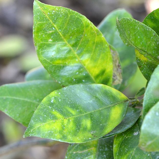 Figure 2. Huanglongbing (HLB) leaf symptoms. [B.Grafton-Cardwell]