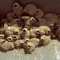 Mud nests made by a colony of cliff swallows. [W.P.Gorenzel]