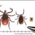 Life stages of the western blacklegged tick. [CA Dept Public Health]