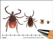 Life stages of the western blacklegged tick. [CA Dept Public Health]