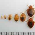 Various life stages of bed bugs. [ D. Choe]
