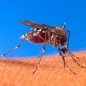 Aedes aegypti mosquitoes are found in several Fresno County neighborhoods. They are the target of novel control efforts.