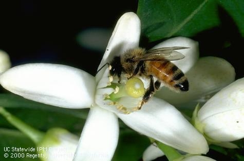 Adult honey bee [Photo by J. K. Clark]