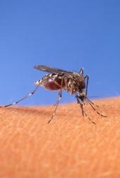 Aedes aegypti mosquito. [USDA]