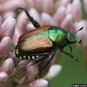 Japanese beetle (Credit: D. Cappaert, Bugwood.org)