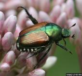 Japanese beetle. Credit: D. Cappaert, Bugwood.org)