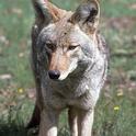 Adult coyote. [J.W. Wall, Cal Photos]