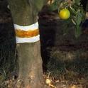 Sticky barrier on a tree