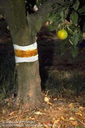 Sticky barrier on a tree