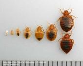 Egg, five nymphal stages, and adult bed bugs, Cimex lectularius. {D.W.Choe]