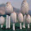Newly emerged inky cap mushrooms, Coprinus comatus. [R.M.Davis]
