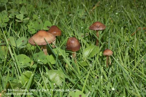 Mushrooms of the common lawn fungus haymaker's Panaeolus, P. foenisecii. [R. M. Davis]
