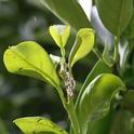 Nymphs and white waxy tubules of Asian citrus psyllid, Diaphorina citri Kuwayama, infesting citrus and being tended by ants. [M.E. Rogers]