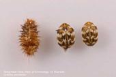 Carpet beetle final-instar larval cast skin and adult. [D.Choe]