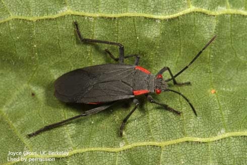 Adult red-shouldered bug. [J. Gross]