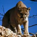 A properly constructed livestock enclosure can thwart mountain lion attacks. (Stock photo: Pixabay)