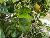 Asymmetrical yellow mottling of citrus leaves and greening of fruit, symptoms of Huanglongbing. [E. Grafton-Cardwell]