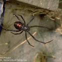Underside of adult black widow spider. [J.K.Clark]