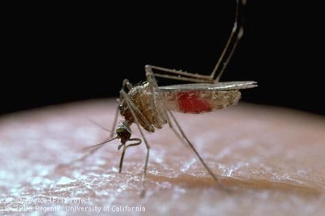 Culex mosquito biting through human skin. [J.K. Clark]