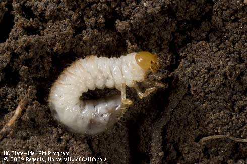 Mature larva of hoplia beetle. [J. K. Clark]
