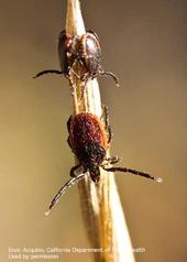Adult males (top) and adult female (bottom) of the western blacklegged tick. [E. Acquino]