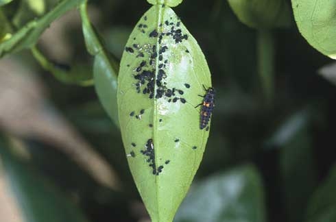 Lady beetle larva and aphids. [D. Rosen]
