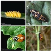Lady beetle life cycle (clockwise) eggs, larva, pupa, adult.