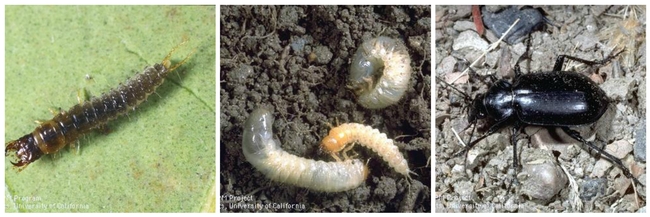 Predaceous ground beetle life cycle (L-R)larva, pupa, adult.