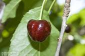 Ripened cherry with sunken oviposition sites of spotted wing drosophila. [L. Strand]